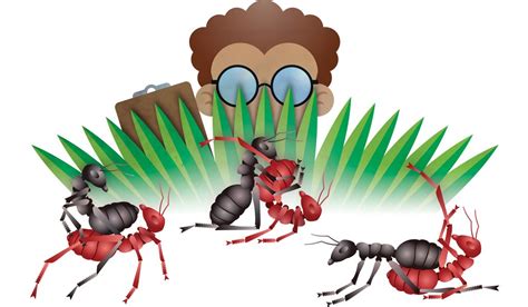 Animal Sex: How Ants Do It